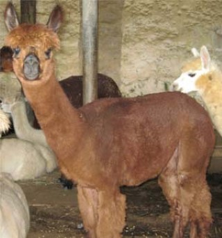 Alpaca For Sale - SFFA Mamma Mia at Sweet Fleece Farm